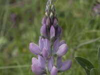 Lupinus hispanicus 2, Saxifraga-Willem van Kruijsbergen