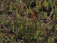 Lycopodiella inundata 28, Moeraswolfsklauw, Saxifraga-Hans Boll