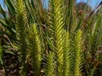 Lycopodiella inundata 42, Moeraswolfsklauw, Saxifraga-Ed Stikvoort