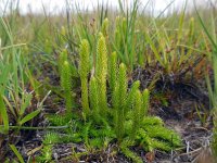 Lycopodiella inundata 45, Moeraswolfsklauw, Saxifraga-Ed Stikvoort