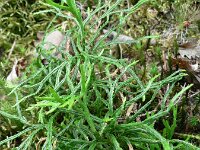 Lycopodium complanatum , Isslers Clubmoss
