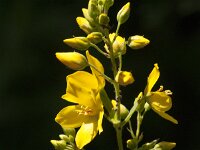 Lysimachia vulgaris 51, Grote wederik, Saxifraga-Jan van der Straaten
