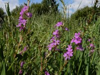 Lythrum junceum 18, Kruipkattenstaart, Saxifraga-Ed Stikvoort : Ferrl - Fene A900