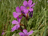 Lythrum junceum 19, Kruipkattenstaart, Saxifraga-Ed Stikvoort : Ferrl - Fene A900
