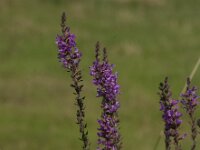 Lythrum salicaria 49, Grote kattenstaart, Saxifraga-Jan van der Straaten