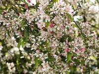 Blossoming Japanese flowering crabapple (Malus floribunda)  Blossoming Japanese flowering crabapple (Malus floribunda) : Japanese flowering crabapple, flowering crabapple, Malus floribunda, malus, white, pink, leaf, leaves, flower, flowers, flowering, in flower, petal, petals, bloom, blooming, in bloom, growth, color, beautiful, beauty, beauty in nature, plant, plants, botany, vascular plant, flora, floral, nature, natural, blossom, blossoming, in blossom, wild, wildflower, stamen, stamens, pistil, outside, outdoors, no people, nobody, season, spring, springtime, outdoor, crabapple