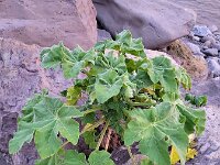 Malva arborea 4, Saxifraga-Ben Delbaere