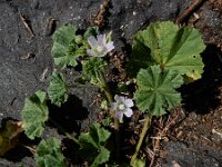 Malva neglecta 24, Klein kaasjeskruid, Saxifraga-Ed Stikvoort