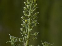 Malva setigera 3, Ruige heemst, Saxifraga-Marijke Verhagen