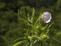 Malva setigera 5, Ruige heemst, Saxifraga-Marijke Verhagen