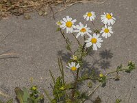 Matricaria chamomilla 13, Echte kamille, Saxifraga-Jan van der Straaten