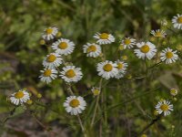 Matricaria chamomilla 16, Echte kamille, Saxifraga-Jan van der Straaten