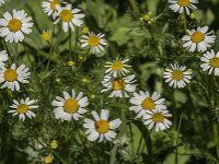 Matricaria chamomilla 17, Echte kamille, Saxifraga-Jan van der Straaten