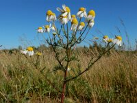 Matricaria chamomilla 23, Echte kamille, Saxifraga-Ed Stikvoort