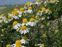 Matricaria chamomilla 24, Echte kamille, Saxifraga-Ed Stikvoort