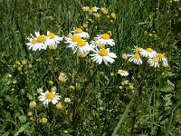 Matricaria chamomilla 26, Echte kamille, Saxifraga-Ed Stikvoort