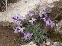 Matthiola perennis 4, Saxifraga-Willem van Kruijsbergen