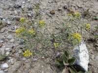 Meniocus linifolius