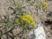 Meniocus linifolius 4, Saxifraga-Ed Stikvoort : Jerevan - Garni s9900