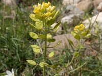 Meniocus linifolius 6, Saxifraga-Ed Stikvoort : Jerevan - Garni s9900