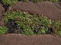 Mentha requienii 11, Dwergmunt, Saxifraga-Ed Stikvoort : Halsters Laag A900