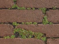 Mentha requienii 12, Dwergmunt, Saxifraga-Ed Stikvoort : Halsters Laag A900