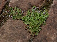 Mentha requienii 8, Dwergmunt, Saxifraga-Ed Stikvoort : Halsters Laag A900