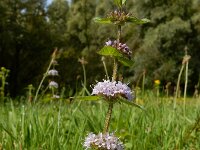 Mentha x verticillata (M. aquatica x arvensis) 22, Kransmunt, Saxifraga-Ed Stikvoort : Deventer s9900