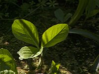 Menyanthes trifoliata 27, Waterdrieblad, Saxifraga-Jan van der Straaten