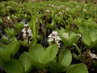 Menyanthes trifoliata 48, Waterdrieblad, Saxifraga-Ed Stikvoort