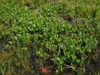 Menyanthes trifoliata 61, Waterdrieblad, Saxifraga-Ed Stikvoort