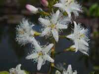 Menyanthes trifoliata 68, Waterdrieblad, Saxifraga-Ed Stikvoort