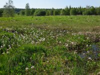 Menyanthes trifoliata 69, Waterdrieblad, Saxifraga-Ed Stikvoort