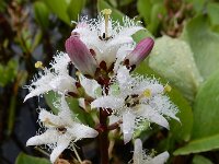 Menyanthes trifoliata 80, Waterdrieblad, Saxifraga-Ed Stikvoort
