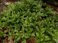 Mercurialis perennis 28, Bosbingelkruid, Saxifraga-Ed Stikvoort : Rosport - Echternach