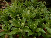 Mercurialis perennis 29, Bosbingelkruid, Saxifraga-Ed Stikvoort : Rosport - Echternach