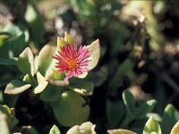 Mesembryanthemum crystallinum 11, Saxifraga-Jan van der Straaten