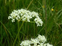 Meum athamanticum 30, Bergvenkel, Saxifraga-Ed Stikvoort : 12 juni 2024 Col du Béal en richting Chamazel