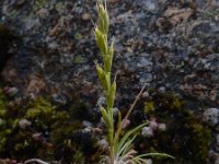 Micropyrum tenellum 4, Grindstijfgras, Saxifraga-Ed Stikvoort