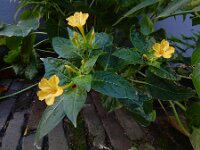 Mirabilis jalapa 9, Nachtschone, Saxifraga-Ed Stikvoort