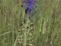 Muscari comosum 65, Kuifhyacint, Saxifraga-Willem van Kruijsbergen