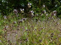 Myosotis discolor 16, Veelkleurig vergeet-mij-nietje, Saxifraga-Ed Stikvoort