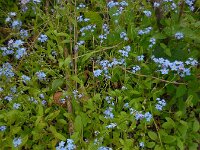 Myosotis sylvatica 17, Bosvergeet-mij-nietje, Saxifraga-Ed Stikvoort