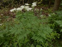 Myrrhis odorata 11, Roomse kervel, Saxifraga-Ed Stikvoort