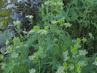 Myrrhis odorata 12, Roomse kervel, Saxifraga-Ed Stikvoort : Loire bij Feurs