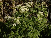 Myrrhis odorata 13, Roomse kervel, Saxifraga-Ed Stikvoort
