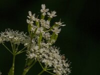 Myrrhis odorata 18, Roomse kervel, Saxifraga-Jan van der Straaten