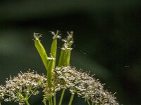 Myrrhis odorata 20, Roomse kervel, Saxifraga-Jan van der Straaten