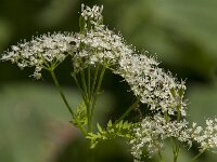 Myrrhis odorata 28, Roomse kervel, Saxifraga-Jan van der Straaten