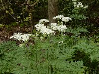 Myrrhis odorata 9, Roomse kervel, Saxifraga-Ed Stikvoort